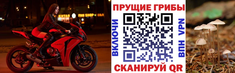 Псилоцибиновые грибы Psilocybe  Киреевск 
